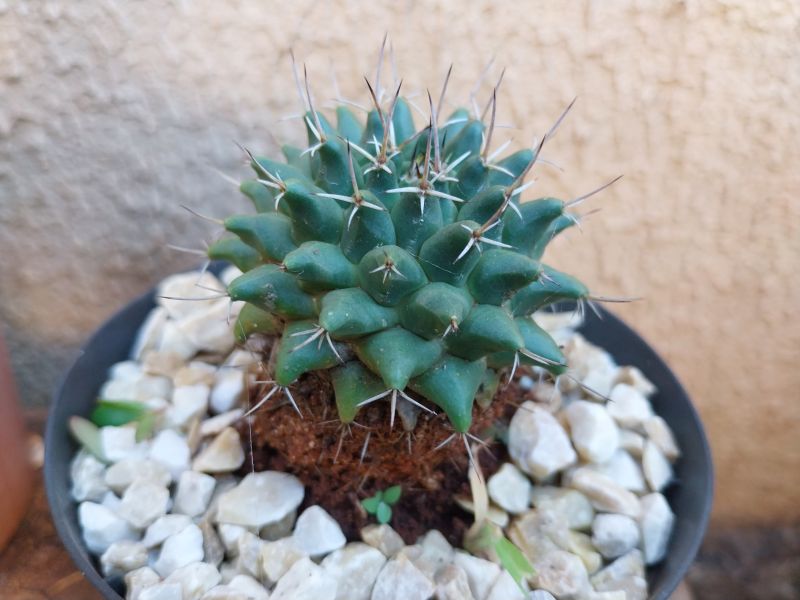 Una foto de Mammillaria compressa ssp. compressa