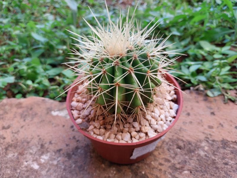 Una foto de Echinocactus grusoni
