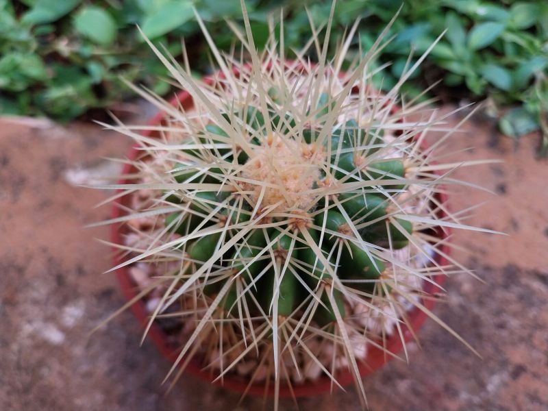 Una foto de Echinocactus grusoni