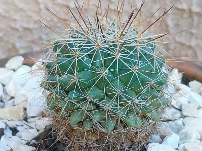 Photo of a cactus currently being identified