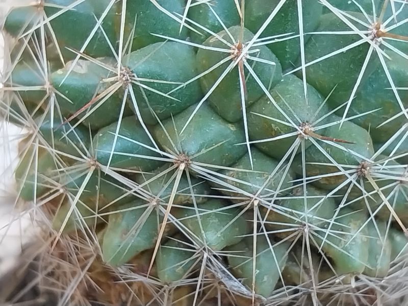 Photo of a cactus currently being identified