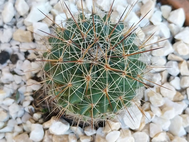Photo of a cactus currently being identified