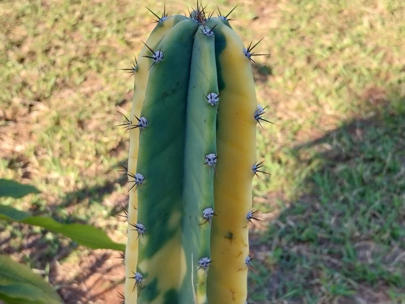 Photo of a cactus currently being identified