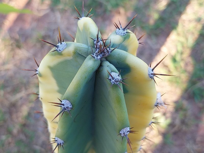 Photo of a cactus currently being identified