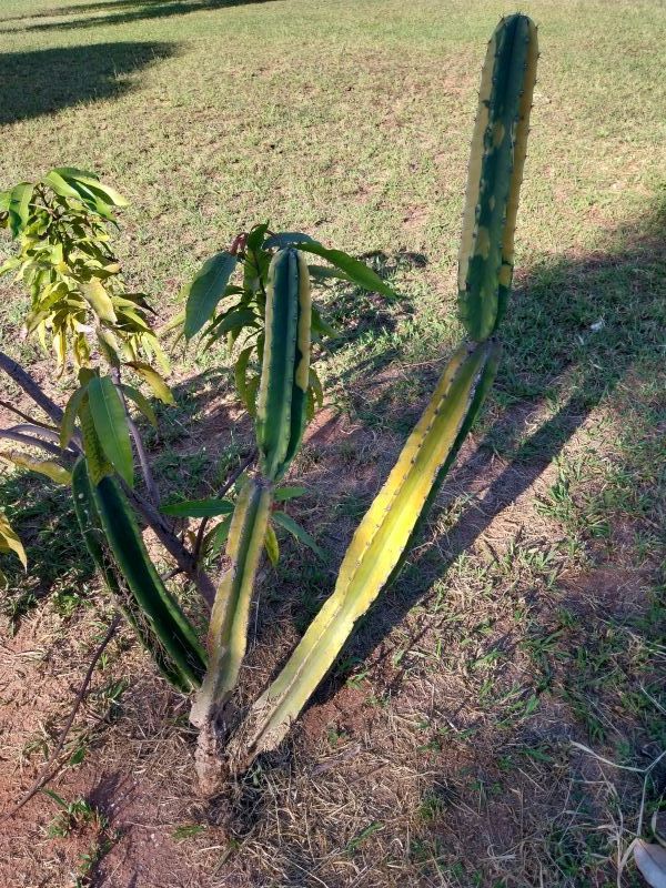 Photo of a cactus currently being identified