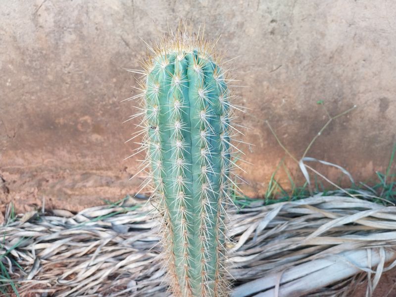 A photo of Pilosocereus gounellei