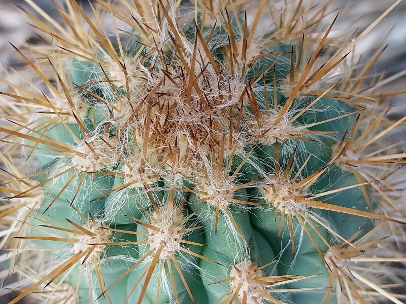 A photo of Pilosocereus gounellei