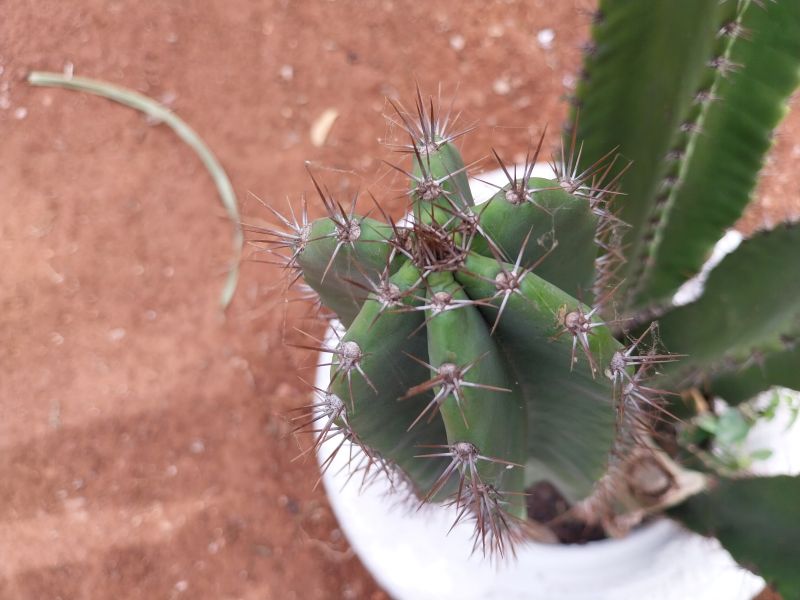 Una foto de Cereus repandus
