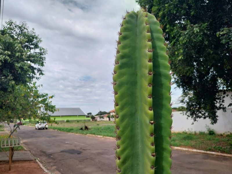 Una foto de Cereus repandus