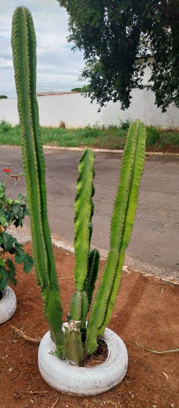 Una foto de Cereus repandus