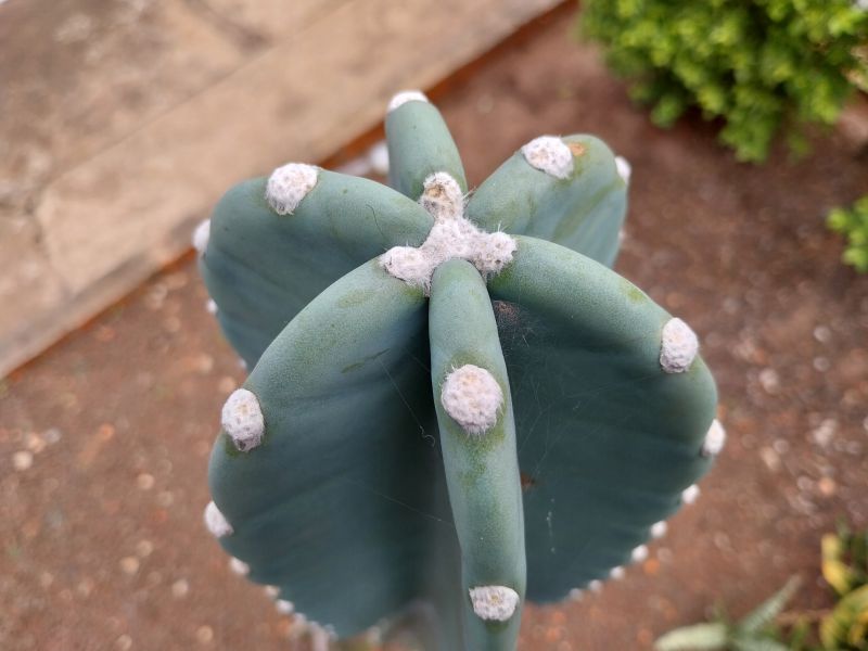 A photo of Cereus jamacaru