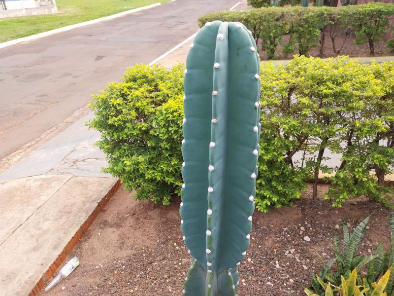 A photo of Cereus jamacaru