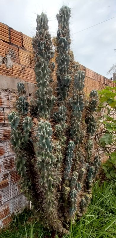 Una foto de Cereus peruvianus fma. monstruosa