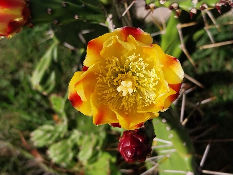 Una foto de Opuntia monacantha