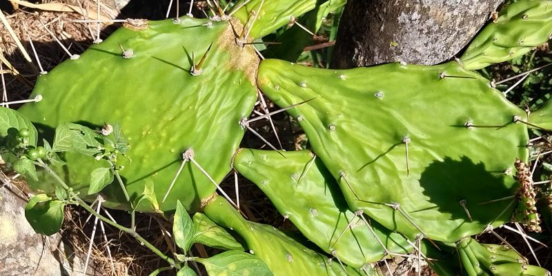 Una foto de Opuntia monacantha