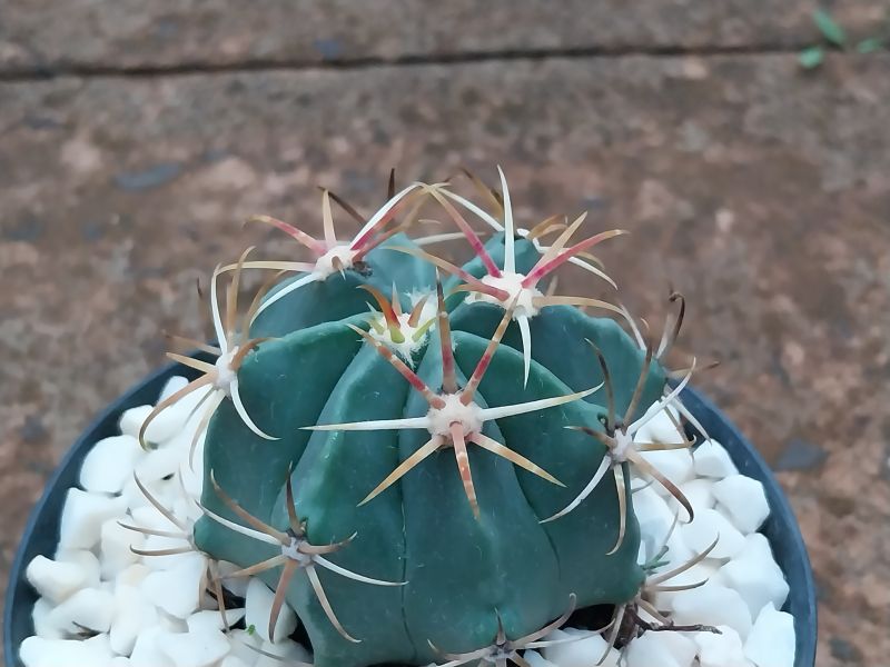 Photo of a cactus currently being identified