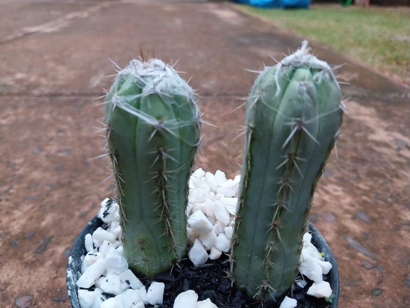 Una foto de Pilosocereus leucocephalus