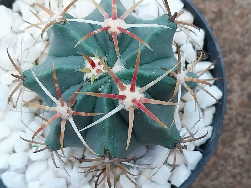Photo of a cactus currently being identified