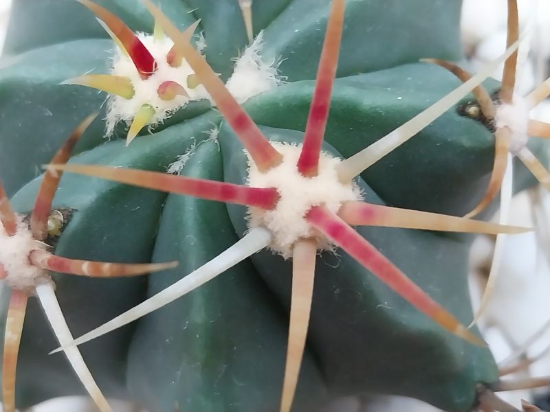 Photo of a cactus currently being identified