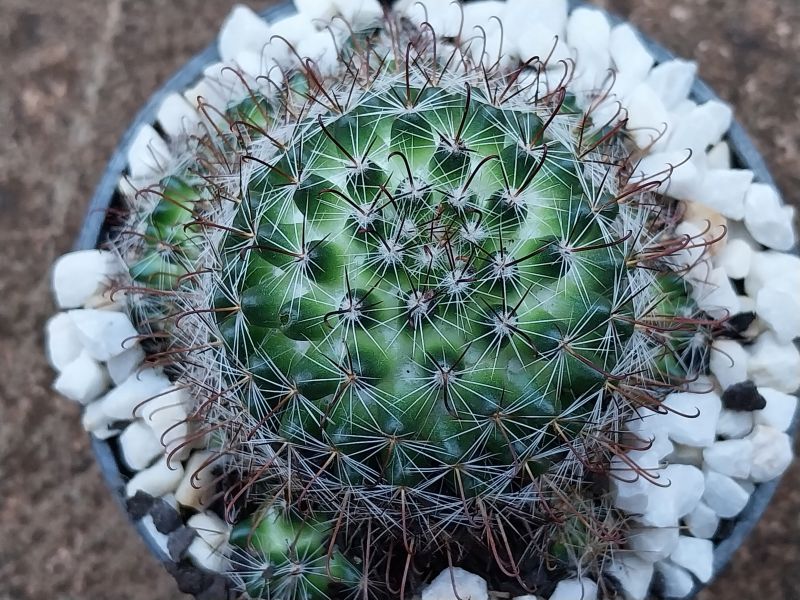 A photo of Mammillaria zeilmanniana