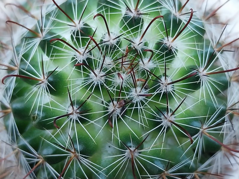 A photo of Mammillaria zeilmanniana