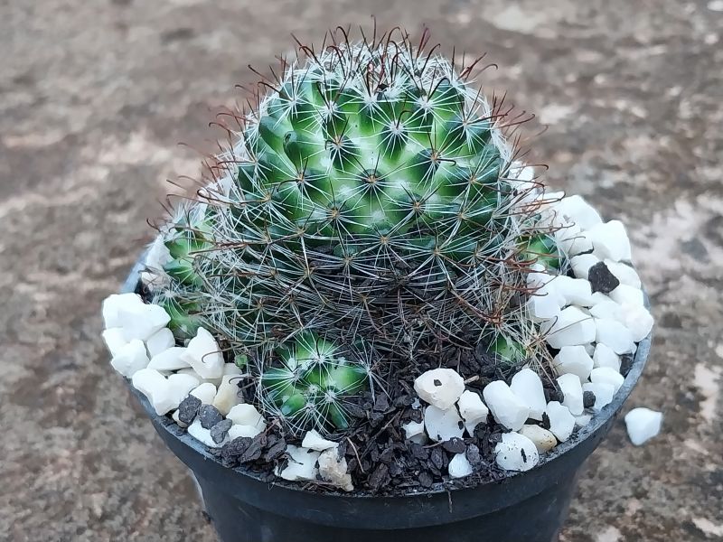 A photo of Mammillaria zeilmanniana