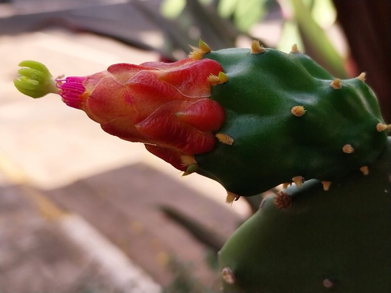 A photo of Nopalea cochenillifera
