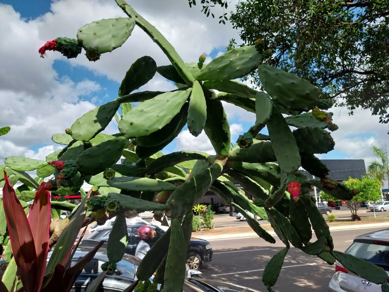 A photo of Nopalea cochenillifera