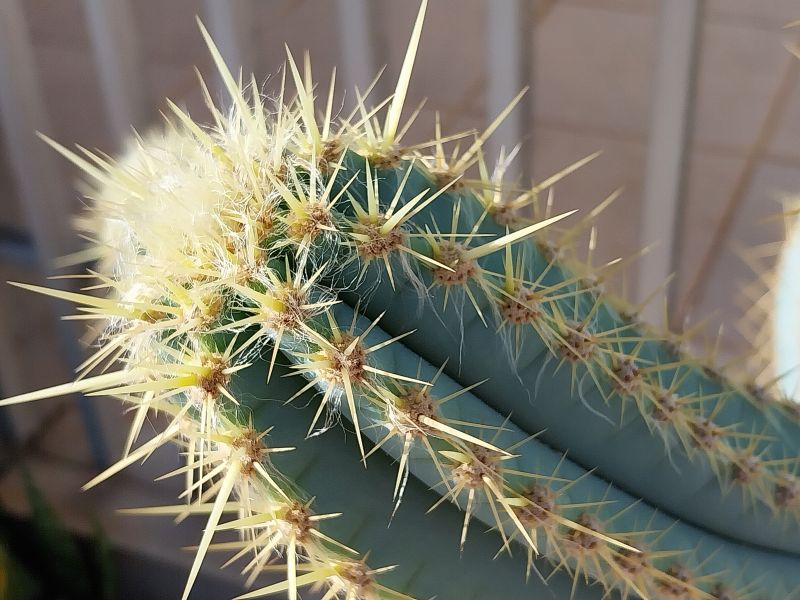 Una foto de Pilosocereus magnificus