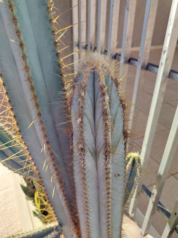 Una foto de Pilosocereus magnificus