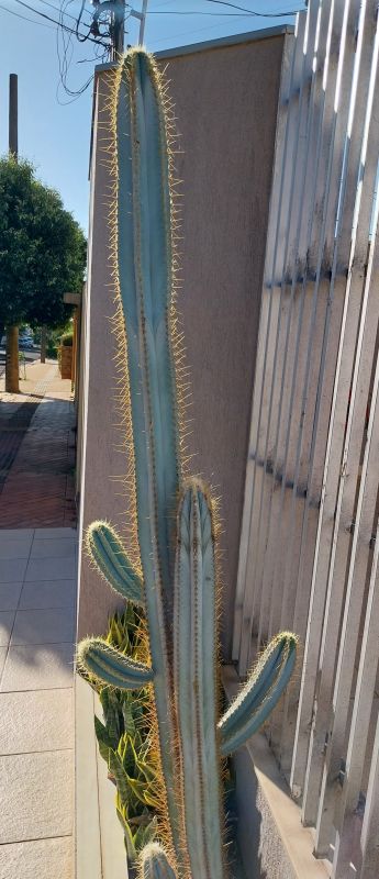 Una foto de Pilosocereus magnificus