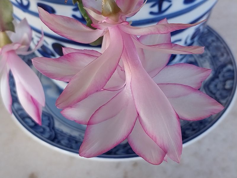 A photo of Schlumbergera truncata