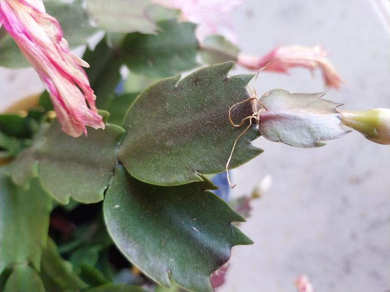 A photo of Schlumbergera truncata