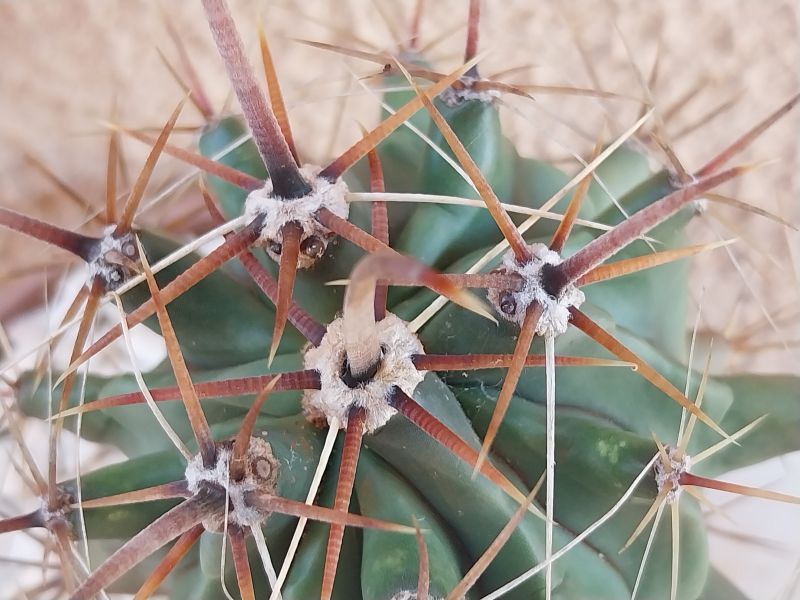 Una foto de Ferocactus peninsulae