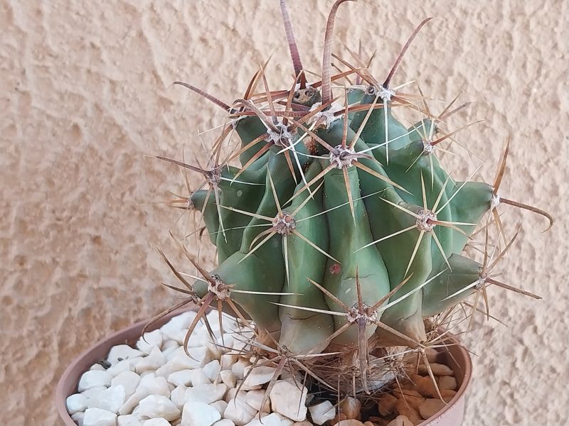 Una foto de Ferocactus peninsulae