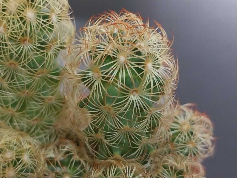 A photo of Mammillaria elongata