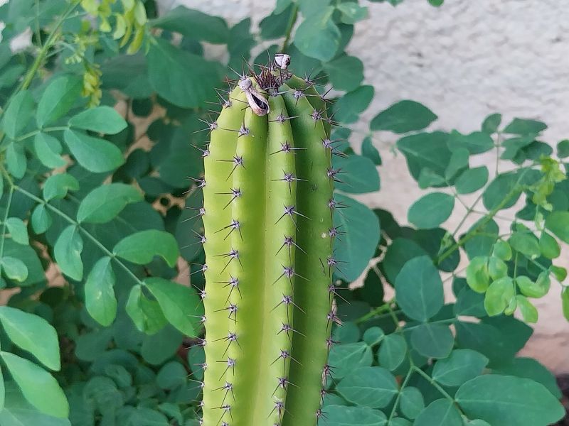 Photo of a cactus currently being identified