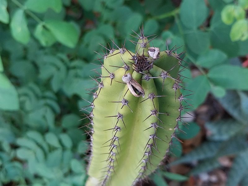 Photo of a cactus currently being identified