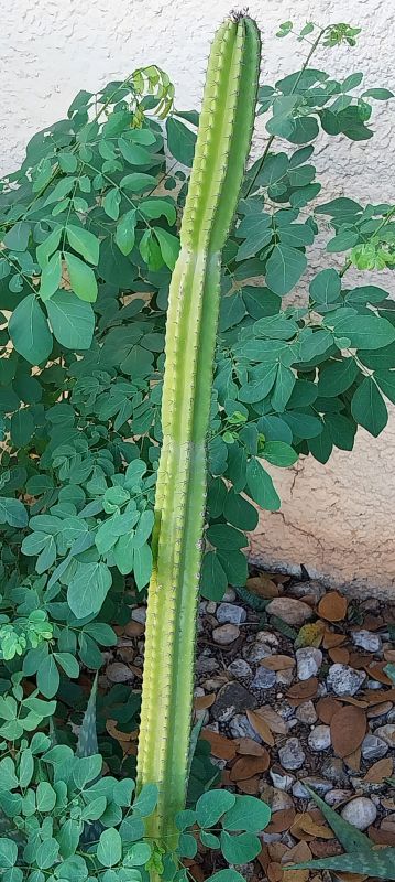 Photo of a cactus currently being identified