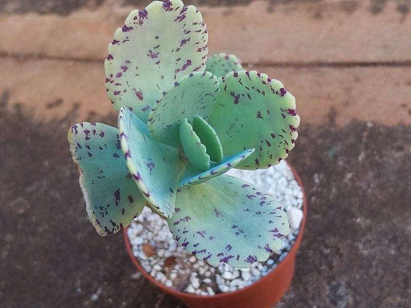 A photo of Kalanchoe marmorata