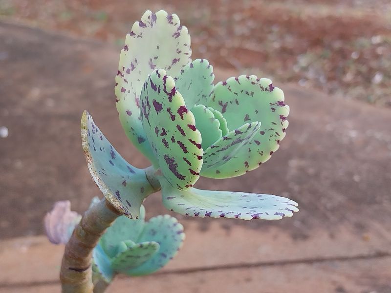 A photo of Kalanchoe marmorata