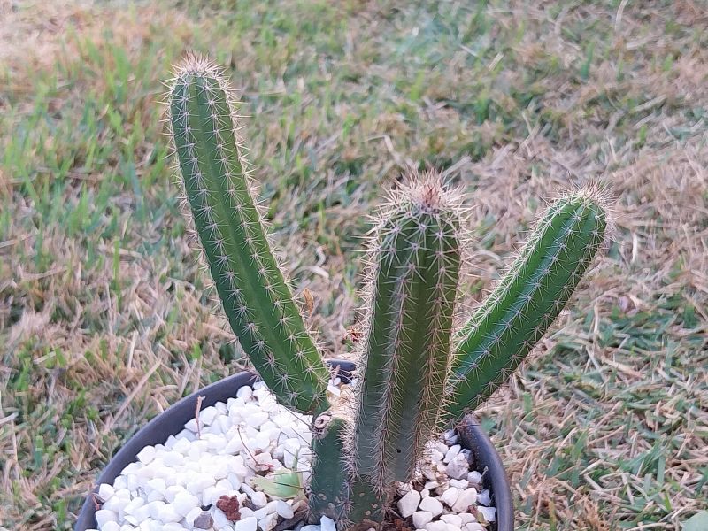 Photo of a cactus currently being identified