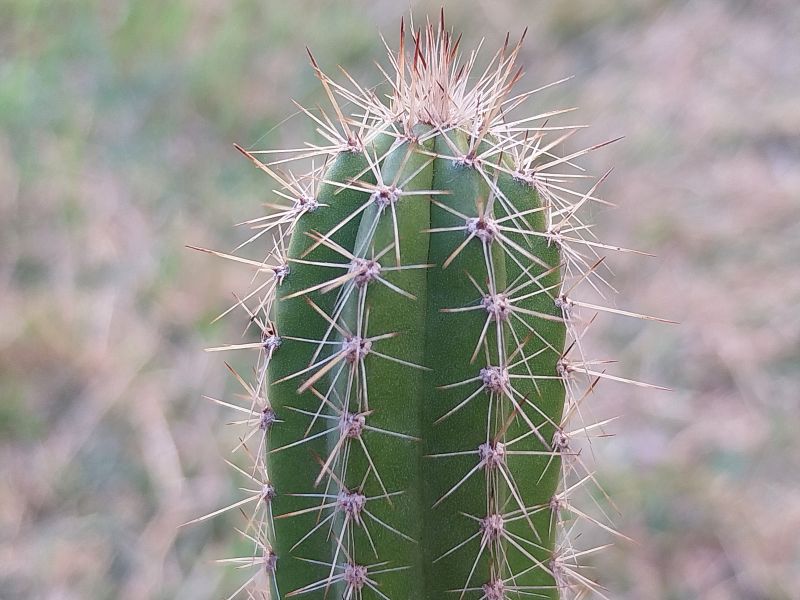 Photo of a cactus currently being identified