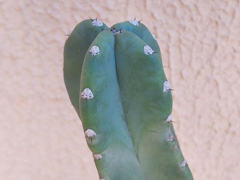 A photo of Cereus jamacaru