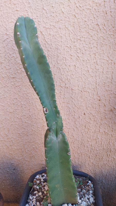A photo of Cereus jamacaru