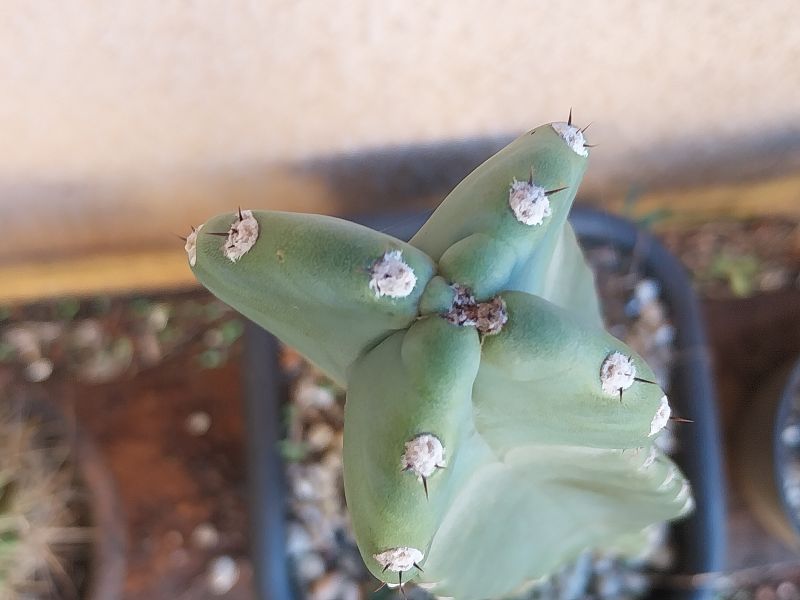 A photo of Cereus jamacaru