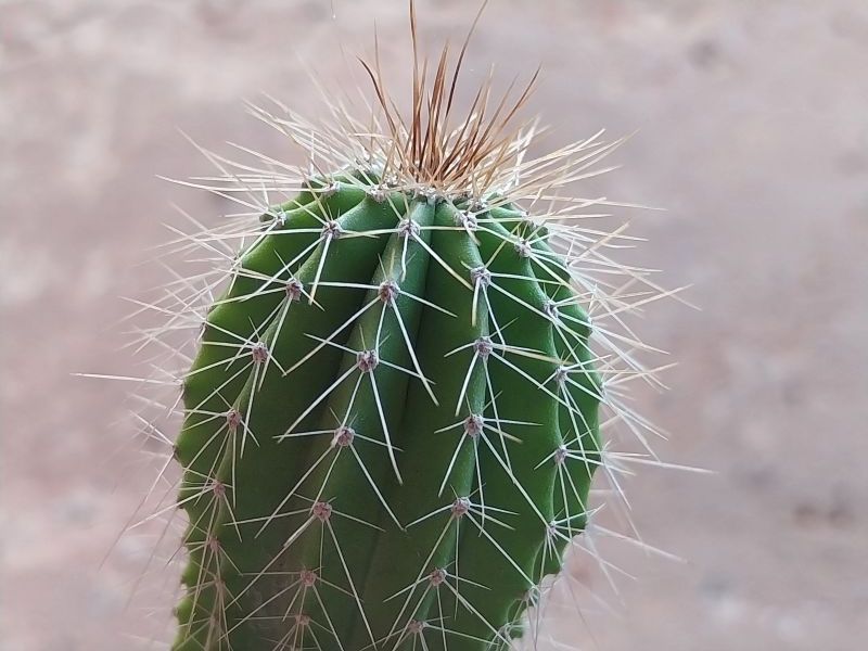 Photo of a cactus currently being identified