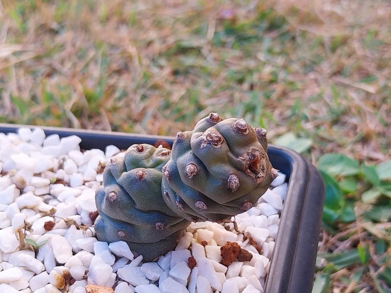 Una foto de Tephrocactus articulatus
