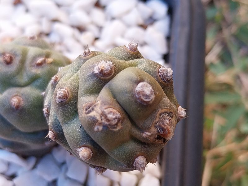 Una foto de Tephrocactus articulatus