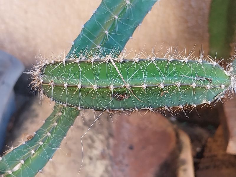 Una foto de Selenicereus testudo